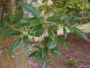 Quercus libani