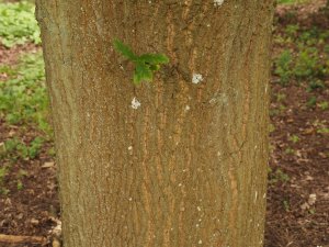 Quercus libani