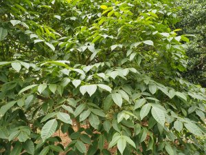 Rhus sylvestris