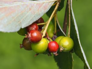 Sorbus chamaemespilus