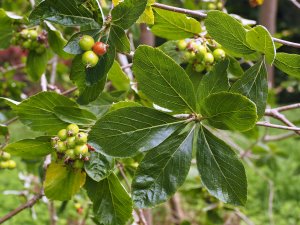 Sorbus chamaemespilus