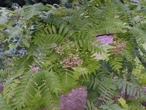 Sorbus parvifructa