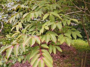 Toxicodendron succedaneum