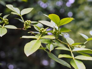 Zanthoxylum planispinum