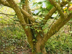 Zanthoxylum planispinum