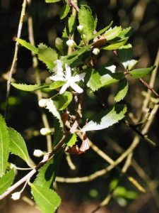 Hoheria angustifolia