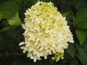 Hydrangea paniculata ‘Skyfall’