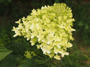 Hydrangea paniculata ‘Skyfall’