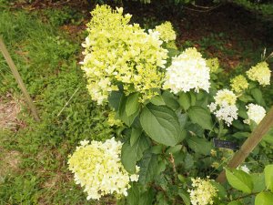 Hydrangea paniculata ‘Skyfall’