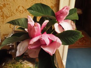 Jaimie cut a spray of Magnolia ‘Star Wars’