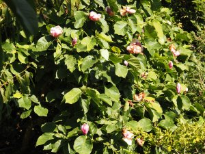 Magnolia ‘Todd’s Forty Niner’