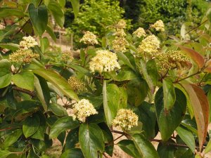 Cornus drummondii ‘Sunshiny Drops’