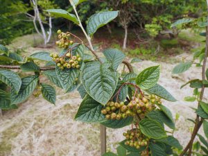 Cotoneaster cornifolius (Ogisu 93330)