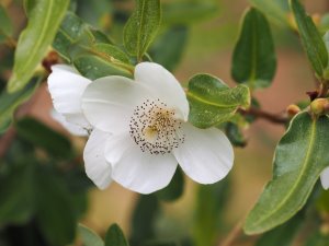 Eucryphia x hillieri ‘Penwith’