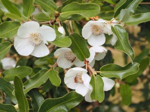 Eucryphia x hillieri ‘Penwith’