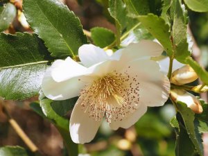 Eucryphia x nymansensis ‘Nymansay’