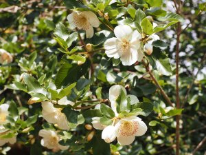 Eucryphia x nymansensis ‘Nymansay’