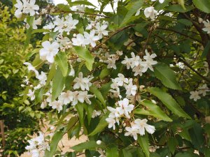 Hoheria ‘Glory of Amlwch’