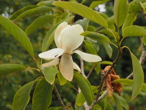 Magnolia ‘Porcelain Dove’