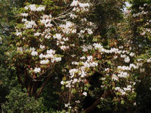 Rhododendron ‘Polar Bear'