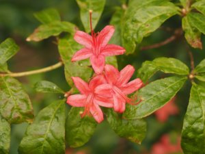 Rhododendron prunifolium