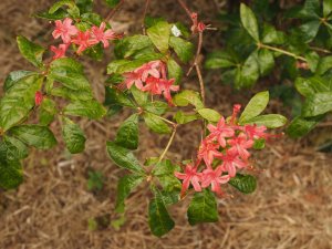 Rhododendron prunifolium