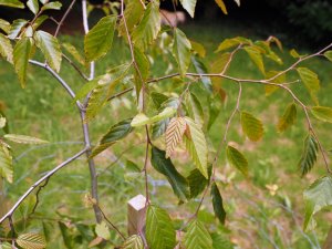 Carpinus shensiensis