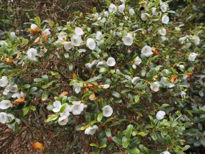 Eucryphia milliganii