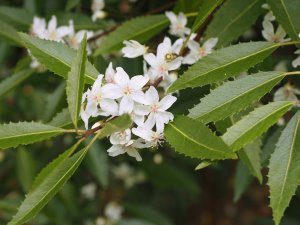 Hoheria stylosa ‘Snow White’