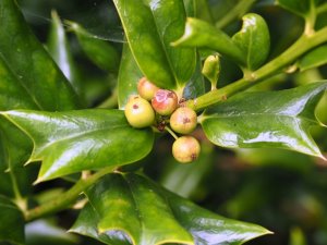 Ilex cornuta