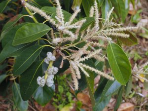 Lithocarpus cleistocarpus