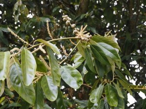 Lithocarpus cleistocarpus