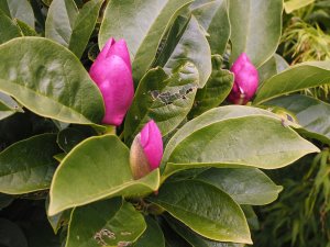 Magnolia ‘Cleopatra’