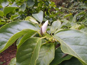 Magnolia ‘Sweet Sixteen’