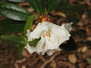 Rhododendron maddenii