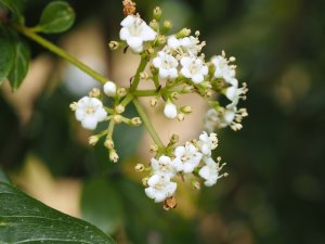 Viburnum triphyllum