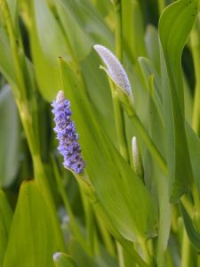 blue flowering bog plant