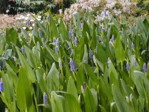 blue flowering bog plant