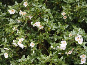 Eucryphia ‘Nymansay’