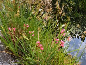 Hesperantha ‘Sunrise’