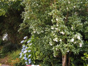 Hydrangea ‘Ayesha’