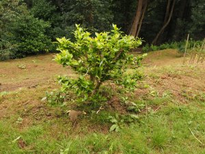 Another Camellia, cut back, dug up and moved