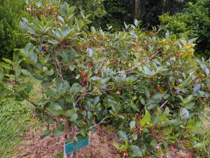 Aronia arbutifolia ‘Brilliant’