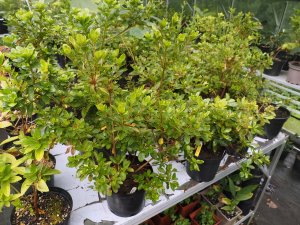 Wilson 50 azaleas in 17 varieties