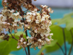 Catalpa ovata