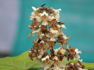 Catalpa ovata