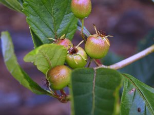 Crataegus mexicana f. stipulacea