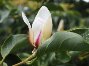 Magnolia cylindrica ‘Lv Xing’