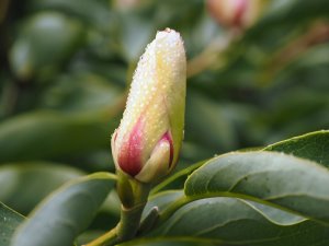 Magnolia cylindrica ‘Lv Xing’