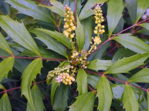 Mahonia ‘Meteor’